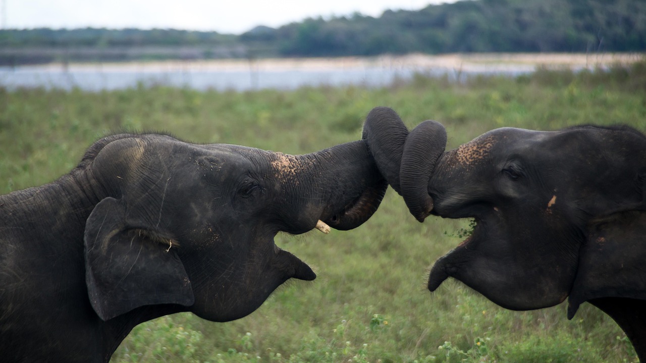 gf837459ed5091830bfbcac3077e4dd5a90f7b2e612e5a0b8e676d6bdd4762f6a7cf134675f42e2dac234f64847acc7cb2d9c714c818bf338e0c0c59b84a544cd_1280-5999125